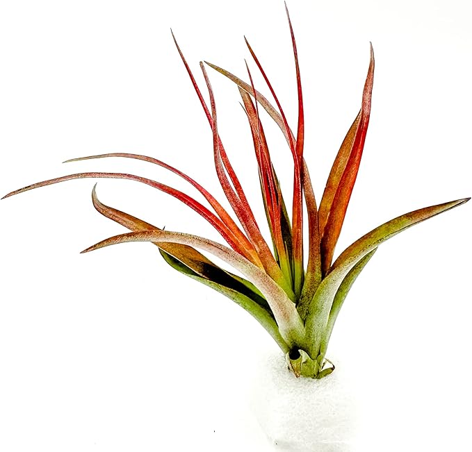 Air Plants - Tillandsia Brachycaulos Abdita, Large 4-6" - 1 ct - Live Arrival Guaranteed - House Plants for Home Decor & Gift-PurrikoPets