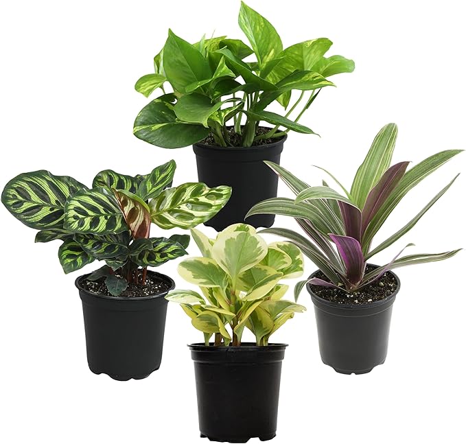 Essential Houseplant Collection (4PK) Live Plants Indoor Plants Live Houseplants in Plant Pots, Easy House Plants Indoors Live, Snake Plant, Pothos in Potting Soil, Clean Air Plants by Plants for Pets-PurrikoPets