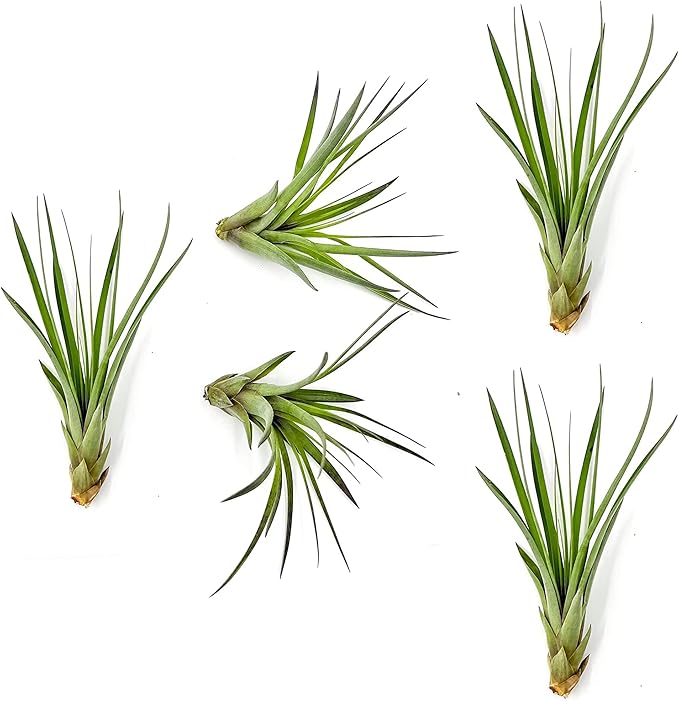 Air Plants - Tillandsia Fasciculata Tricolor, Large 4-6" - 5ct - Live Arrival Guaranteed - House Plants for Home Decor & Gift-PurrikoPets