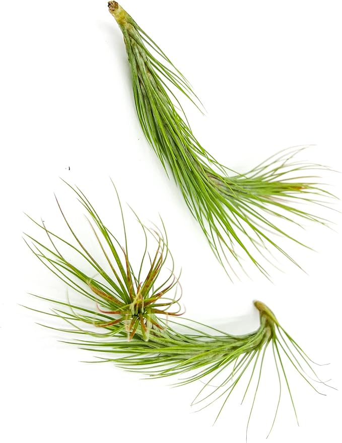 Air Plants - Tillandsia Funckiana Hybrid, Large 5-7" - 2ct - Live Arrival Guaranteed - House Plants for Home Decor & Gift-PurrikoPets