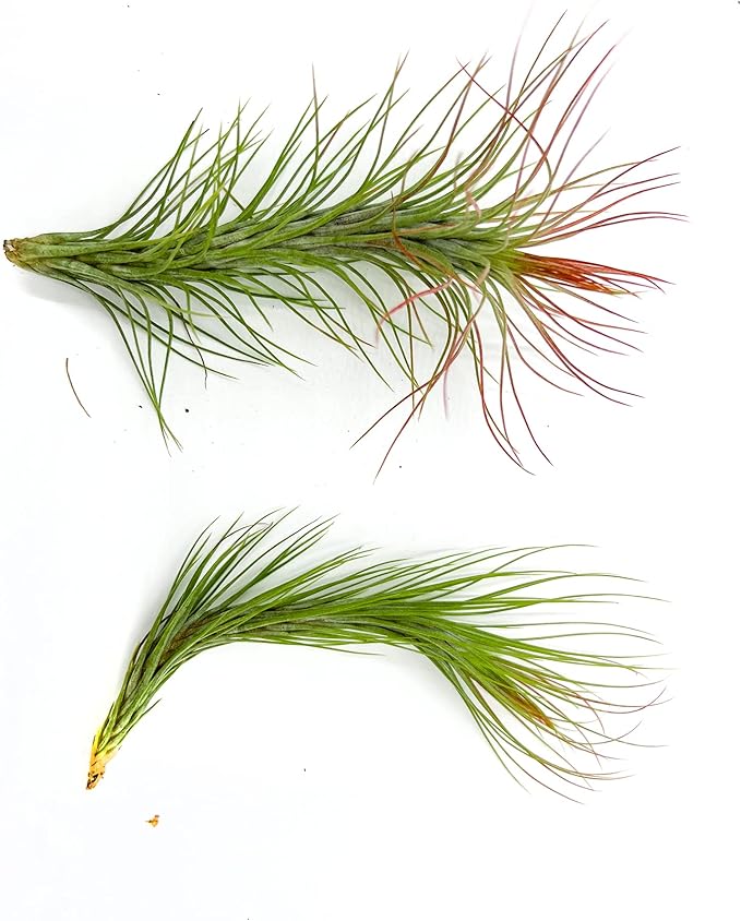Air Plants - Tillandsia Funckiana Hybrid, Large 5-7" - 2ct - Live Arrival Guaranteed - House Plants for Home Decor & Gift-PurrikoPets