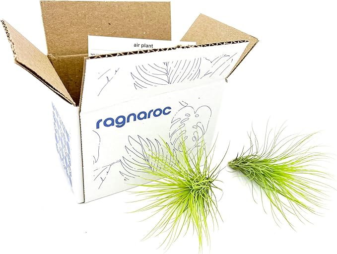 Air Plants - Tillandsia Andreana, Large 4-6" - 2ct - Live Arrival Gauranteed - House Plants for Home Decor & Gift-PurrikoPets