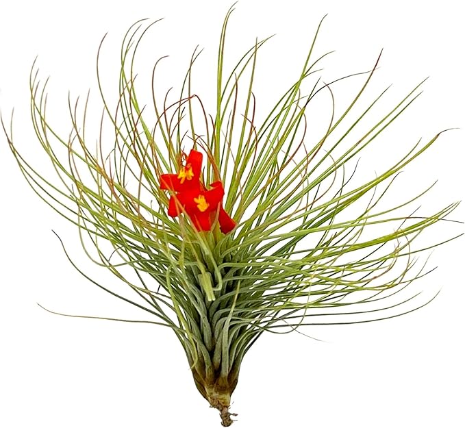 Air Plants - Tillandsia Andreana, Large 4-6" - 2ct - Live Arrival Gauranteed - House Plants for Home Decor & Gift-PurrikoPets