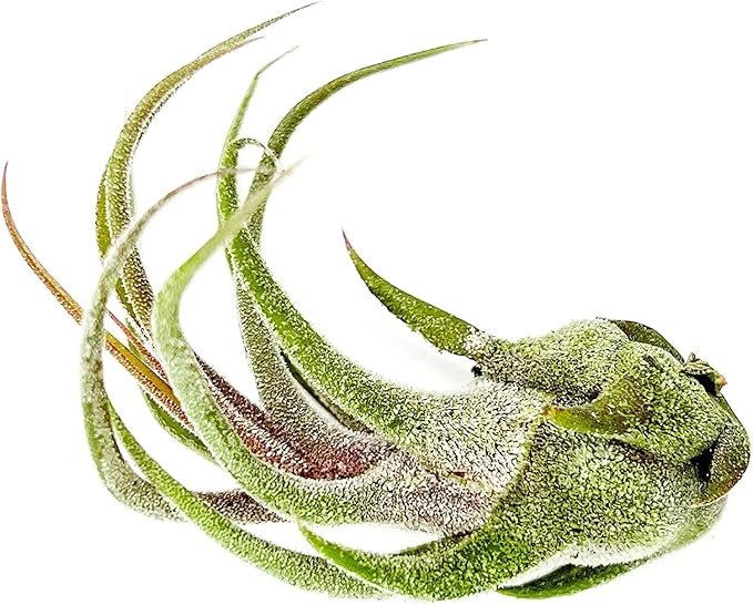 Air Plants - Tillandsia Pruinosa, Large 3-5" - 5ct - Live Arrival Guaranteed - House Plants for Home Decor & Gift-PurrikoPets
