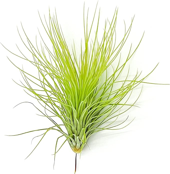 Air Plants - Tillandsia Andreana, Large 4-6" - 2ct - Live Arrival Gauranteed - House Plants for Home Decor & Gift-PurrikoPets