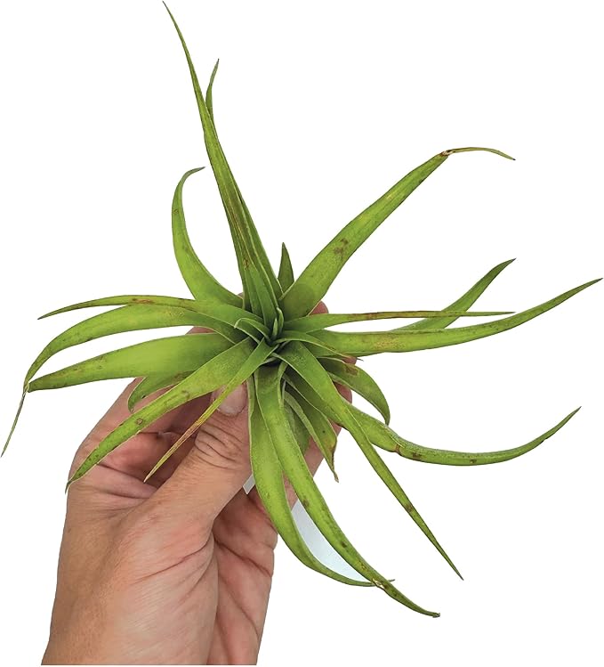 Air Plants - Tillandsia Brachycaulos Multiflora, Jumbo 5-7" - 1 ct - Live Arrival Guaranteed - House Plants for Home Decor & Gift-PurrikoPets