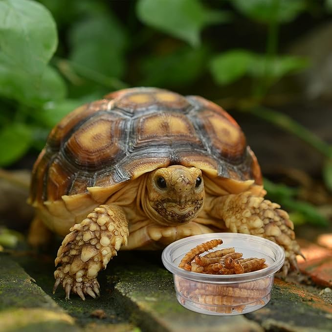 EBOOT 500 Pcs Gecko Food and Water Cups Small Plastic Feeder Cups Reptiles Accessories Reptile Water Bowl Gecko Food Cups Reptile Feeding Bowls for Gecko Lizards Tarantula and Other Small Pets (0.5oz)-PurrikoPets