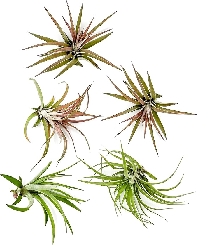 Air Plants - Tillandsia Brachycaulos Abdita, Large 4-6" - 5 ct - Live Arrival Guaranteed - House Plants for Home Decor & Gift-PurrikoPets