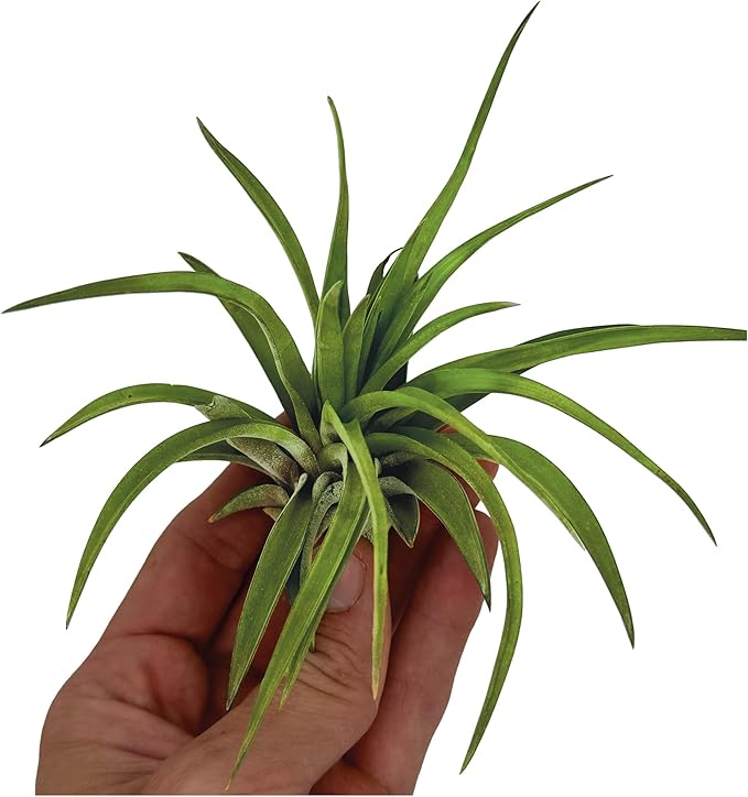 Air Plants - Tillandsia Brachycaulos Abdita, Large 4-6" - 3 ct - Live Arrival Guaranteed - House Plants for Home Decor & Gift-PurrikoPets