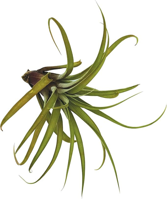 Air Plants - Tillandsia Capitata (Peach), Large 5-7” - 1 ct - Live Arrival Guaranteed - House Plants for Home Decor & Gift-PurrikoPets