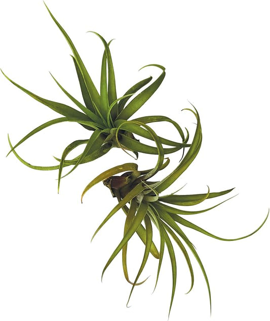 Air Plants - Tillandsia Capitata (Peach), Large 5-7” - 2 ct - Live Arrival Guaranteed - House Plants for Home Decor & Gift-PurrikoPets