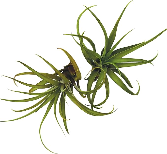 Air Plants - Tillandsia Capitata (Peach), Large 5-7” - 1 ct - Live Arrival Guaranteed - House Plants for Home Decor & Gift-PurrikoPets