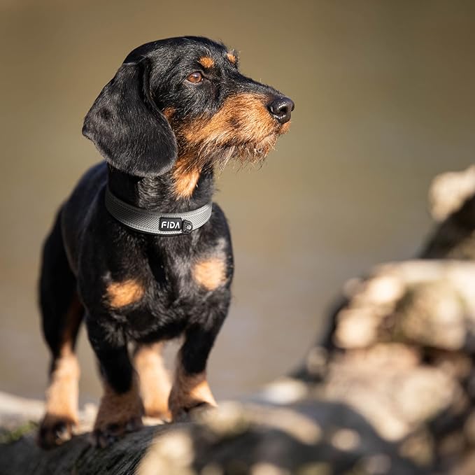 Fida Heavy Duty Dog Collar, Ultra Comfortable Soft Neoprene Padded, Adjustable Reflective Nylon Pet Collar with Durable Metal Belt Buckle for Medium Breeds (M, Grey)-PurrikoPets