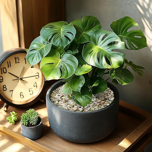 5 LBS Decorative Jade Stones – Ideal for Succulent Cactus Plants, Vase Fillers, Fish Tanks, and Landscaping Projects. 1/5 Inch Stones Promote Healthy Plant Growth (Jade, 5 Pounds)-PurrikoPets