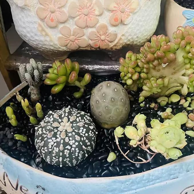 10 lbs Small Black Pebbles for Indoor Plants. 3/8 inch Decorative Black River Rocks for Succulent Potted Plant, Vase, Landscaping and Outdoor Garden Rocks-PurrikoPets