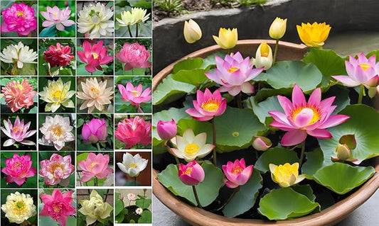 10 Sacred Lotus Seeds for Planting in Water Mixed Flower Color Pink Red White Yellow Multicolor Aquatic Nelumbo nucifera Bonsai Bowl Lotus Seed Ponds Water Feature Gardens Water Lily (10, Lotus Seed)-PurrikoPets