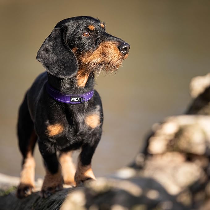 Fida Heavy Duty Dog Collar, Ultra Comfortable Soft Neoprene Padded, Adjustable Reflective Nylon Pet Collar with Durable Metal Belt Buckle for Small Breeds (S, Purple)-PurrikoPets