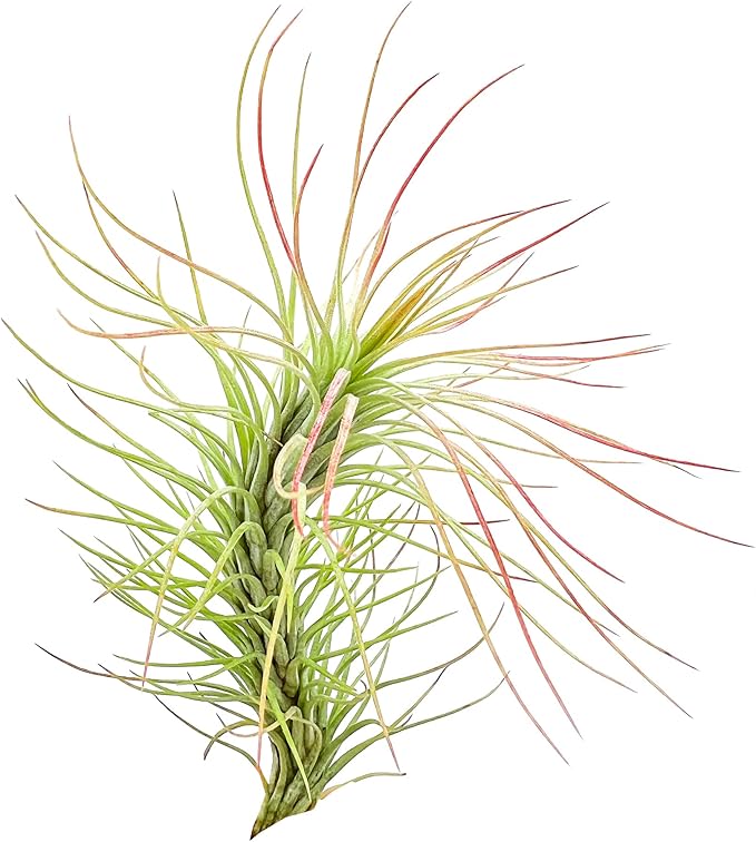 Air Plants - Tillandsia Funckiana, Large 5" - 5ct - Live Arrival Guaranteed - House Plants for Home Decor & Gift-PurrikoPets