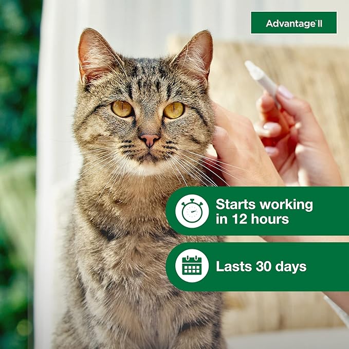 Advantage II Large Cat Vet-Recommended Flea Treatment & Prevention | Cats Over 9 lbs. | 6-Month Supply-PurrikoPets