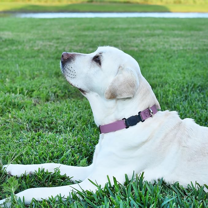 Dogline Biothane Waterproof Dog Collar with Herm Sprenger Stainless Steel Quick Release Buckle – Heavy Duty Tactical Durable Collar for Dogs – Comfortable and Safe Pet Collar W 3/4" L 12-19" Amethyst-PurrikoPets