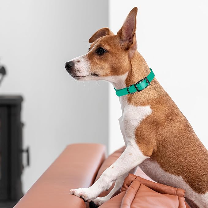 Dogline Biothane Waterproof Dog Collar Strong Coated Nylon Webbing with Black Hardware Odor- Proof for Easy Care Easy to Clean High Performance Fits Small Medium or Large Dogs, Teal-PurrikoPets