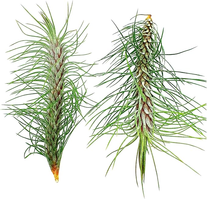 Air Plants - Colombian Tillandsia Funckiana, Large 5" - 2ct - Live Arrival Guaranteed - House Plants for Home Decor & Gift-PurrikoPets