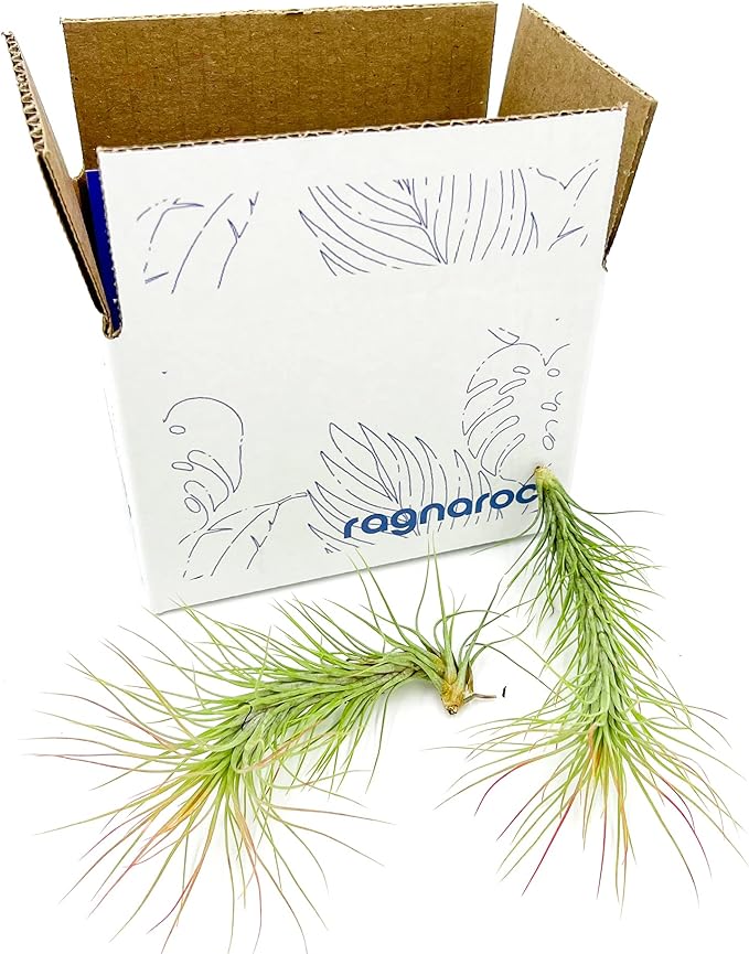 Air Plants - Tillandsia Funckiana, Large 5" - 2ct - Live Arrival Guaranteed - House Plants for Home Decor & Gift-PurrikoPets