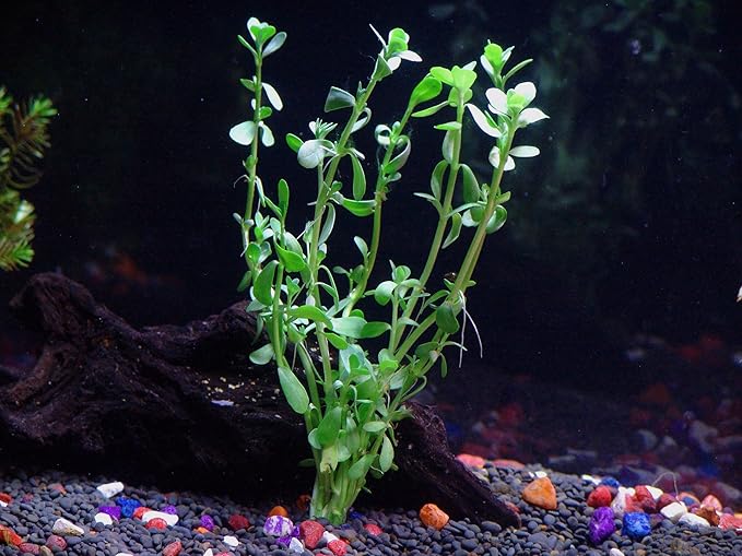 6 Species Aquarium Plants Package - Java Fern (Microsorum), Anubias (Anubias Barteri), Hornwort (Ceratophyllum demersum), Swords (Echinodorus), Moneywort (Bacopa), Cryptocoryne Green (Cryptocoryne)-PurrikoPets