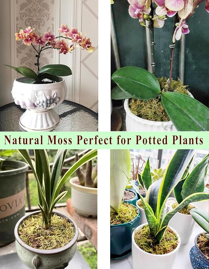 5L Forest Moss for Hamster Syrian Gerbils Bedding, Natural Moss Perfect for Potted Plants, Terrariums, Reptile Tanks and Live Creature Projects-PurrikoPets