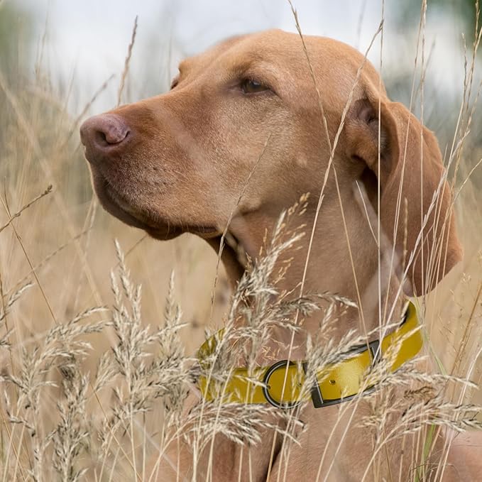 Dogline Biothane Waterproof Dog Collar Strong Coated Nylon Webbing with Black Hardware Odor- Proof for Easy Care Easy to Clean High Performance Fits Small Medium or Large Dogs, Treasure Gold-PurrikoPets