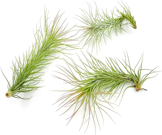 Air Plants - Tillandsia Funckiana, Large 5" - 3ct - Live Arrival Guaranteed - House Plants for Home Decor & Gift-PurrikoPets