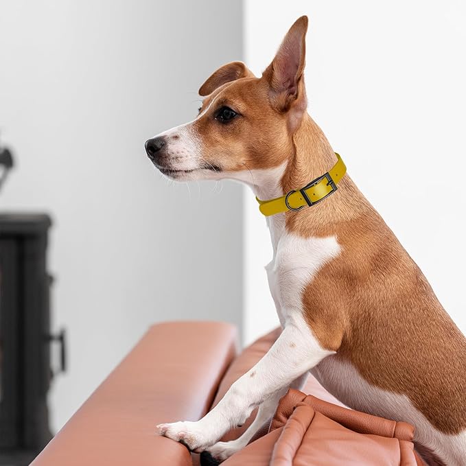 Dogline Biothane Waterproof Dog Collar Strong Coated Nylon Webbing with Black Hardware Odor- Proof for Easy Care Easy to Clean High Performance Fits Small Medium or Large Dogs, Treasure Gold-PurrikoPets