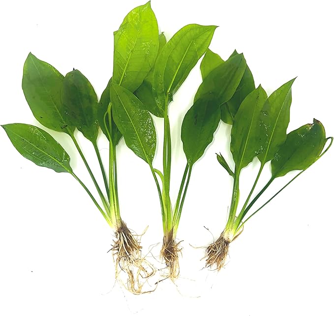 3 Aquatic Plants Bundle | Live Plants for Freshwater Aquariums (3 X Amazon Sword Plants)-PurrikoPets