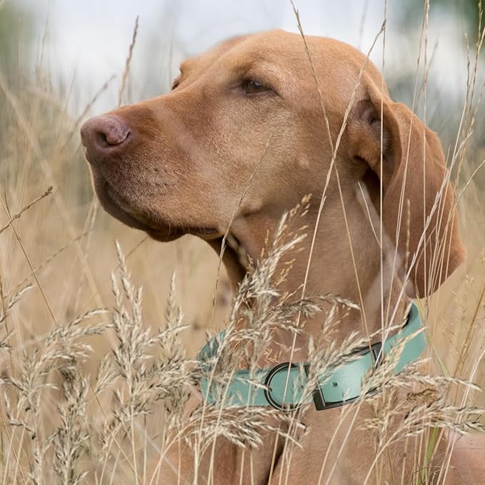 Dogline Biothane Waterproof Dog Collar Strong Coated Nylon Webbing with Black Hardware Odor- Proof for Easy Care Easy to Clean High Performance Fits Small Medium or Large Dogs, Sage Green-PurrikoPets