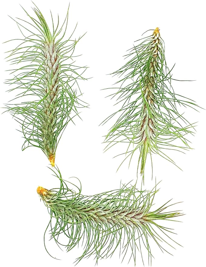 Air Plants - Colombian Tillandsia Funckiana, Large 5" - 3ct - Live Arrival Guaranteed - House Plants for Home Decor & Gift-PurrikoPets