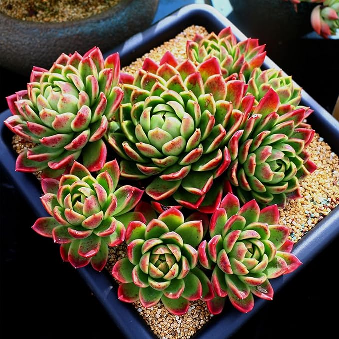 18lb Cactus Pea Gravel Rocks,1/5 Inch Pebbles for Indoor Plants, Natural Succulent Rock and River Rocks Decorative for Aquariums, Vases, Terrarium, Outdoor Gardening, Top Dressing for Potted Plants-PurrikoPets