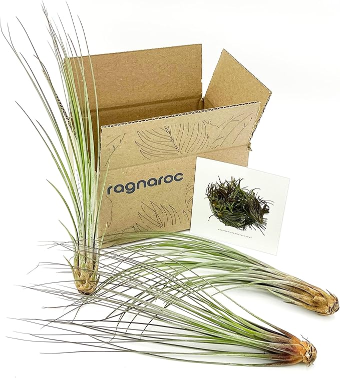 Air Plants - Tillandsia Juncea, Jumbo 8-12" - 3ct - Live Arrival Guaranteed - House Plants for Home Decor & Gift-PurrikoPets