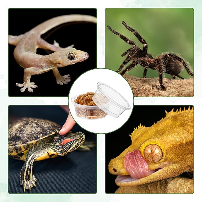 EBOOT 500 Pcs Gecko Food and Water Cups Small Plastic Feeder Cups Reptiles Accessories Reptile Water Bowl Gecko Food Cups Reptile Feeding Bowls for Gecko Lizards Tarantula and Other Small Pets (0.5oz)-PurrikoPets