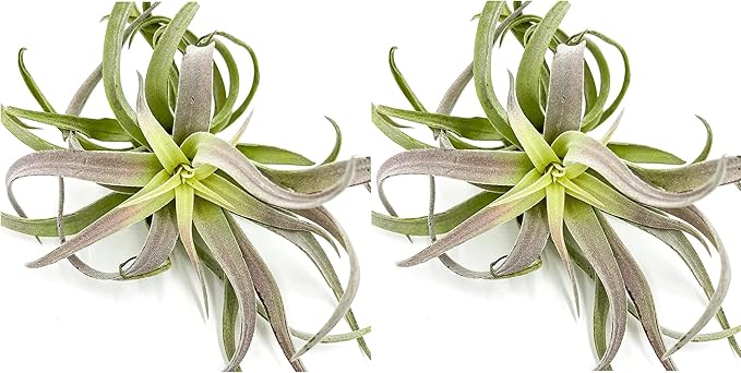 Air Plants - Tillandsia Cacticola, Jumbo 6-9" - 2ct - Live Arrival Guaranteed - House Plants for Home Decor & Gift-PurrikoPets