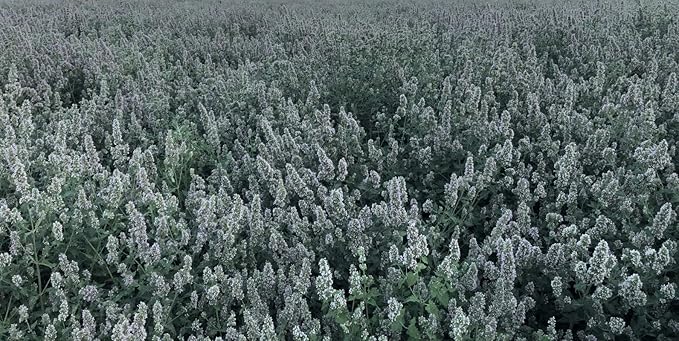 from The Field | Fine Ground Stalkless Catnip | Premium USA-Grown Catnip for Toys & Playtime | Fresh, Potent, Non-Toxic, Eco-Friendly | Safe for Kittens & Cats | Resealable 2 Oz Tub-PurrikoPets