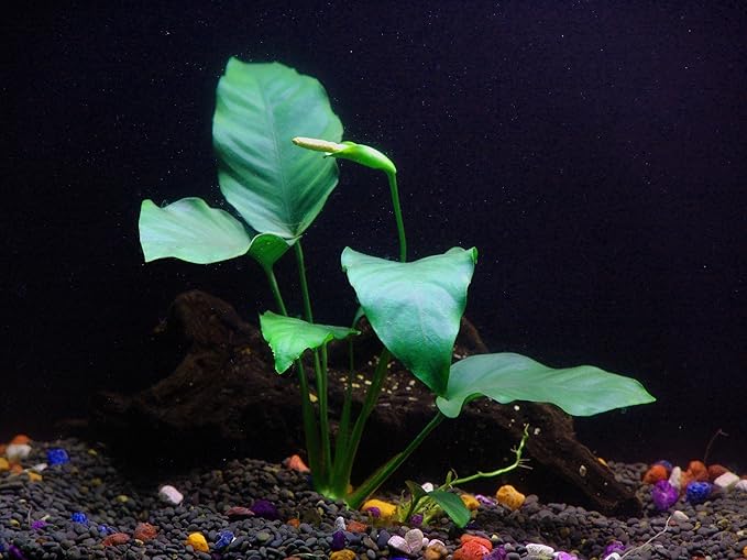 30+ Stems - 8 Species - - Anacharis, Amazon, Rotala, Ludwigia and More!-PurrikoPets