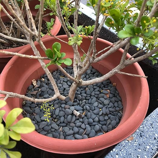 2.4LB River Rocks Mexican Beach Pebbles for Garden Landscape Stone Paving Stone Grey (1Inch)-PurrikoPets