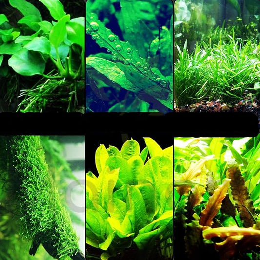 30+ Stems Package Starter Beginner Set Live Aquarium Plants Java Moss, Micro Sword, Rosette Amazon Sword, Anubias, Java Fern and More by Mainam-PurrikoPets
