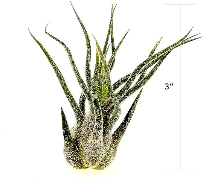 Air Plants - Tillandsia Pruinosa, Large 3-5" - 5ct - Live Arrival Guaranteed - House Plants for Home Decor & Gift-PurrikoPets
