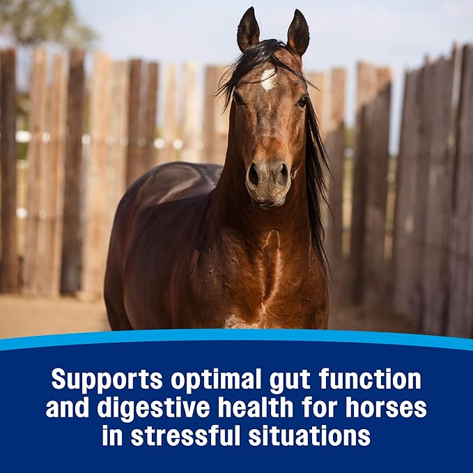 Farnam Gastric Health Pellets, Daily Gut and Digestive Health Supplement for Horses Helps Maintain a Healthy Gastrointestinal Tract and Gut Function-PurrikoPets