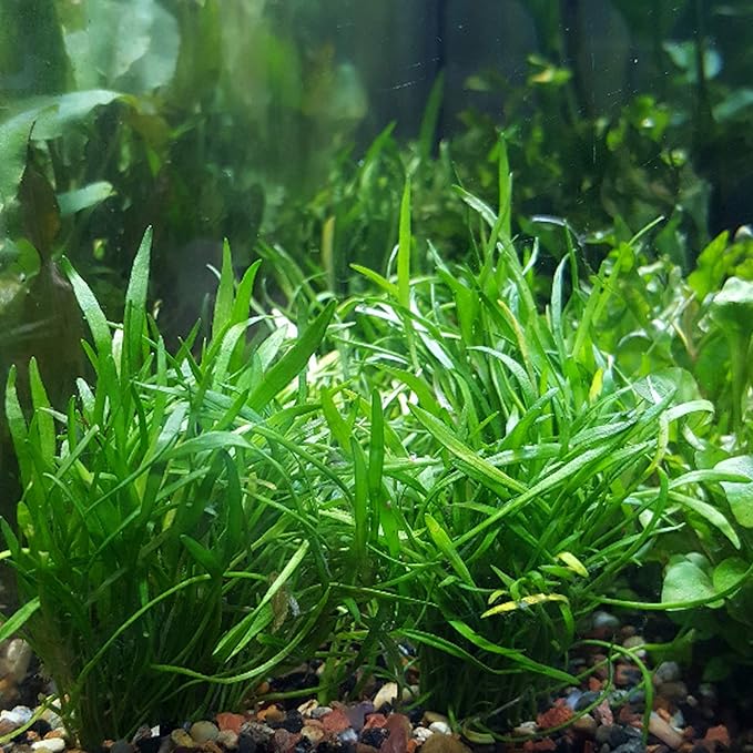 30+ Stems Package Starter Beginner Set Live Aquarium Plants Java Moss, Micro Sword, Rosette Amazon Sword, Anubias, Java Fern and More by Mainam-PurrikoPets