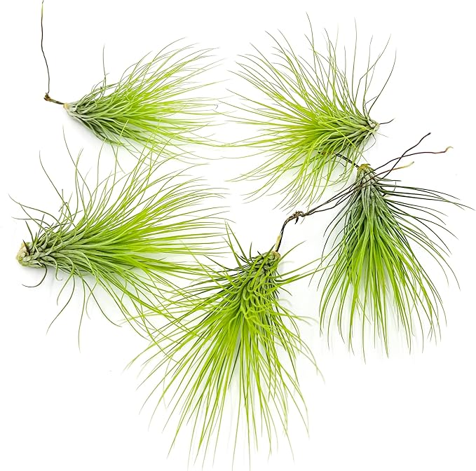 Air Plants - Tillandsia Andreana, Large 4-6" - 5ct - Live Arrival Gauranteed - House Plants for Home Decor & Gift-PurrikoPets