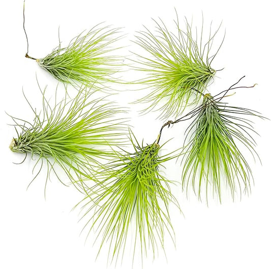 Air Plants - Tillandsia Andreana, Large 4-6" - 5ct - Live Arrival Gauranteed - House Plants for Home Decor & Gift-PurrikoPets