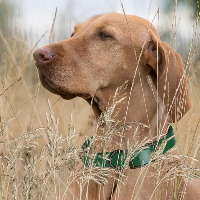 Dogline Biothane Waterproof Dog Collar Strong Coated Nylon Webbing with Black Hardware Odor- Proof for Easy Care Easy to Clean High Performance Fits Small Medium or Large Dogs, Hunter Green-PurrikoPets