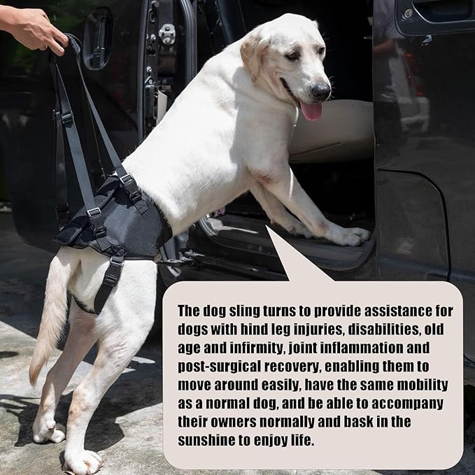 Dog Lift Harness for Dogs with Disabled Arthritis and Weak Back Legs, humanized Design with Comfortable Materials, Adjustable Back Legs and Straps, Suitable for Helping Dogs to Recover and Walk. (M)-PurrikoPets